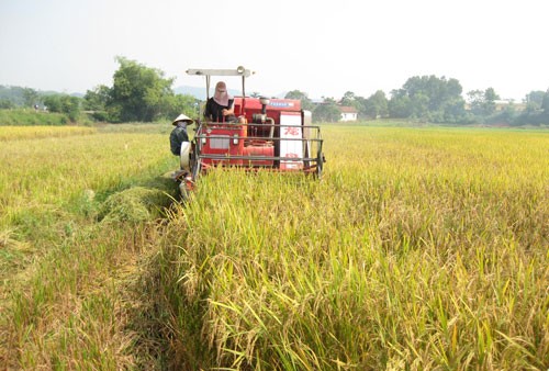 Workshop on science and technology development in agricultural restructuring  - ảnh 1